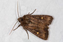 Lesser Common Rustic moth