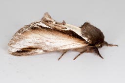 Lesser swallow prominent moth