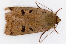 Lesser yellow underwing moth