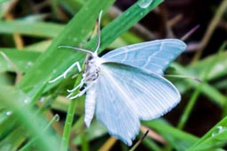 Little emerald moth