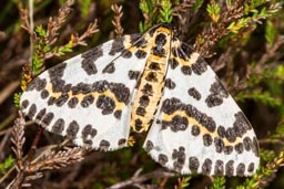 Magpie moth