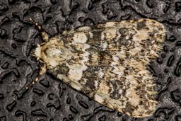 Marbled beauty moth