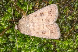 Mottled rustic moth