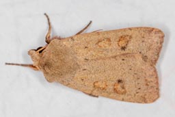 Neglected Rustic moth