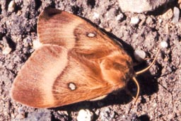 Northern eggar moth
