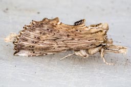 Pale prominent moth