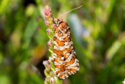 Phiaris schulziana moth