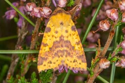 Pink-barred sallow moth