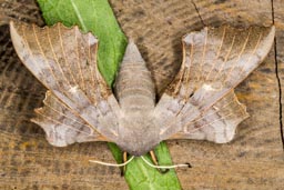 Poplar hawk moth