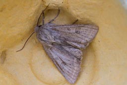 Powdered quaker moth