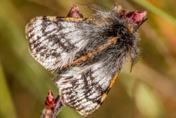 Rannoch brindled beauty moth