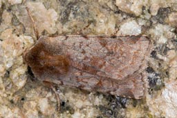 Red chestnut moth
