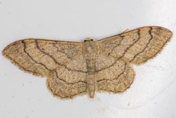 Riband wave moth