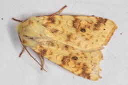 Sallow moth