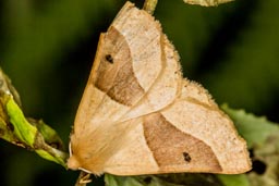 Scalloped oak moth