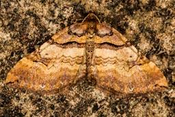 Shoulder-stripe moth