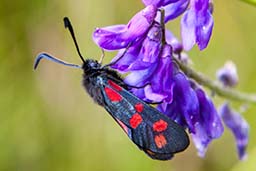 Six-spot burnet moth