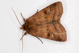 Small square spot moth