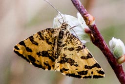 Speckled yellow moth