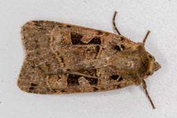 Triple spotted clay moth