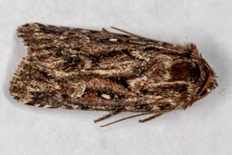 True Lover's Knot moth