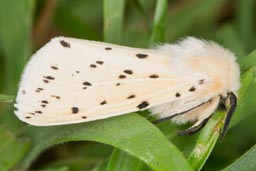 White ermine moth