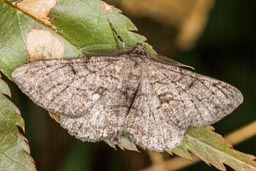 Willow beauty moth