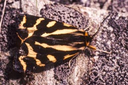 Wood tiger moth