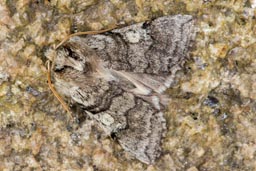 Yellow horned moth