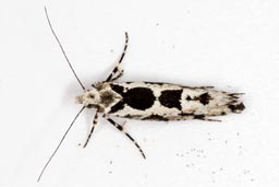 Ypsolopha sequella moth