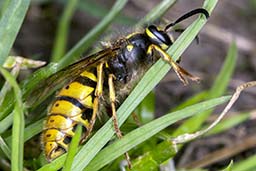 common wasp