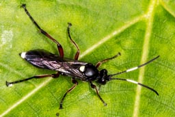 ichneumon wasp