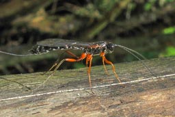 sabre wasp