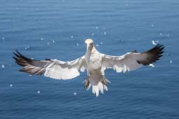 Seabirds gallery