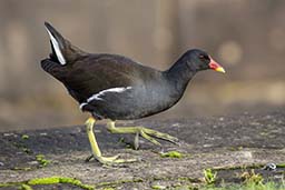 Water Birds gallery