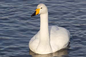 Water Fowl gallery