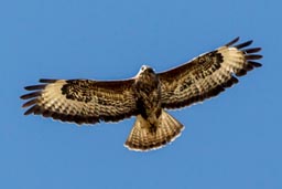 Common buzzard