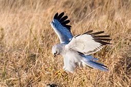 Hen Harrier