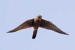 Kestrel