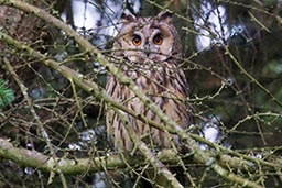 Long-eared owl