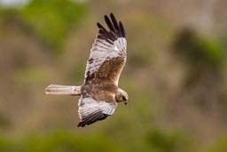 Marsh harrier