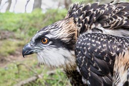 Osprey