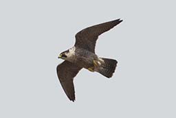 Peregrine falcon