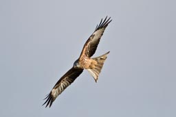 Red kite