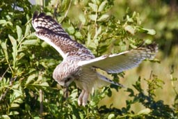 Short-eared owl