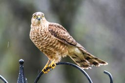 Sparrowhawk