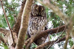 Tawny owl