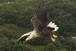 White-tailed eagle