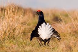 black grouse