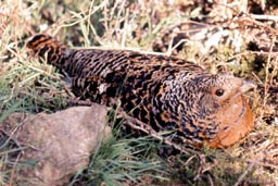 capercaillie